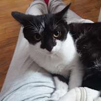 Thumbnail photo of Duke #4