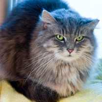 Thumbnail photo of CLOVE Cat #1