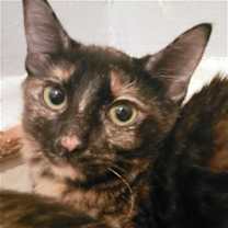 Thumbnail photo of Darcie #1