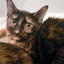 Thumbnail photo of Darcie #2