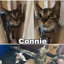 Thumbnail photo of Connie #2