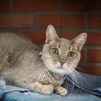 Thumbnail photo of Aline #2