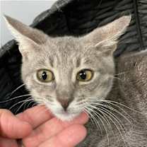 Thumbnail photo of Aline #4