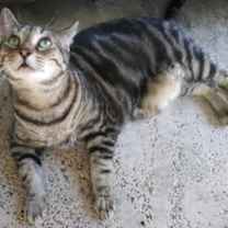 Thumbnail photo of Mama Kitty - Center Foster Home #1