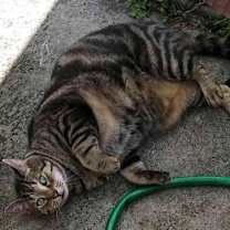 Thumbnail photo of Mama Kitty - Center Foster Home #2