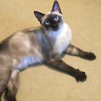Thumbnail photo of Francesca Talkative & Bossy Like A Siamese!! #2
