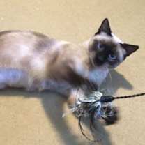 Thumbnail photo of Francesca Talkative & Bossy Like A Siamese!! #3