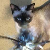 Thumbnail photo of Francesca Talkative & Bossy Like A Siamese!! #4