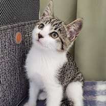 Thumbnail photo of RINGO KNOWS HE IS A STAR! #1