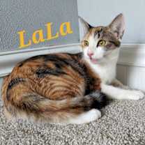 Thumbnail photo of LaLa #1