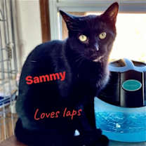 Thumbnail photo of Sammy #1
