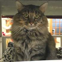 Thumbnail photo of Decklin #4