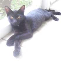 Thumbnail photo of Magpie #1