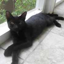 Thumbnail photo of Magpie #2
