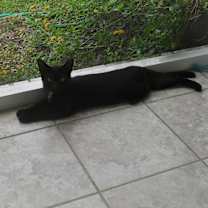Thumbnail photo of Magpie #3