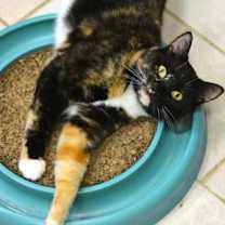 Thumbnail photo of Gabby #1
