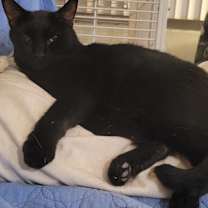 Thumbnail photo of Dexter #1