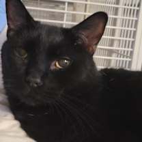 Thumbnail photo of Dexter #2