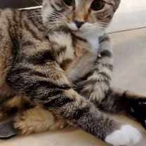 Thumbnail photo of Bootsy #2