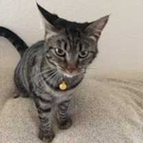 Thumbnail photo of Daphne #1