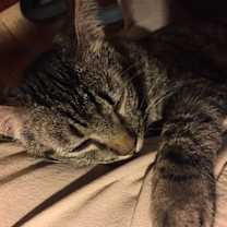 Thumbnail photo of Daphne #2