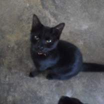 Thumbnail photo of Wally #1