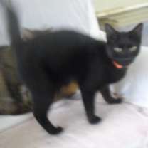 Thumbnail photo of Wally #2