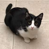 Thumbnail photo of Sylvester #1