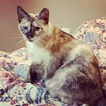 Thumbnail photo of SISSY-FIV+ #1