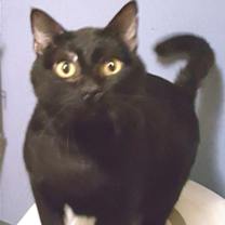Thumbnail photo of Blushy Panther #1