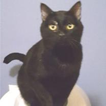 Thumbnail photo of Blushy Panther #4