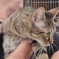 Thumbnail photo of Hermione #3