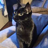 Thumbnail photo of Phineas #2