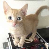 Thumbnail photo of Emile #2