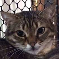 Thumbnail photo of Java #1