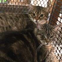 Thumbnail photo of Java #2
