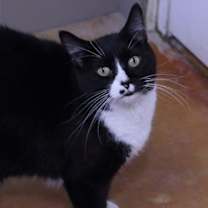 Thumbnail photo of Wilson #1