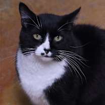 Thumbnail photo of Wilson #3