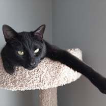 Thumbnail photo of Inky #2