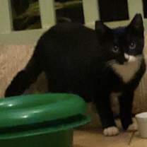 Thumbnail photo of Scooby #2