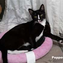 Thumbnail photo of Pepper (Napa HM) #1