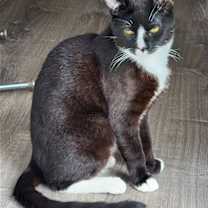 Thumbnail photo of Pepper (Napa HM) #2