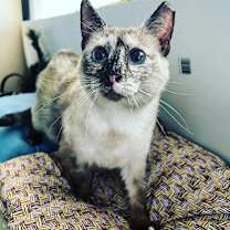 Thumbnail photo of SISSY-FIV+ #2