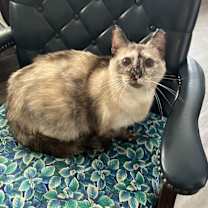 Thumbnail photo of SISSY-FIV+ #3