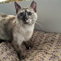 Thumbnail photo of SISSY-FIV+ #4