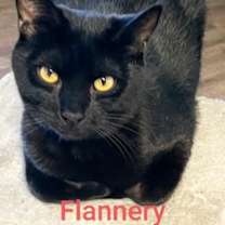Thumbnail photo of Flannery #1