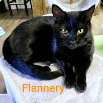 Thumbnail photo of Flannery #2
