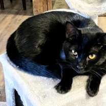Thumbnail photo of Flannery #3