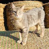 Thumbnail photo of Barn cat/Mouser #3