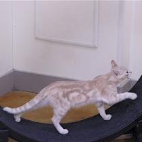 Thumbnail photo of Angelo #2